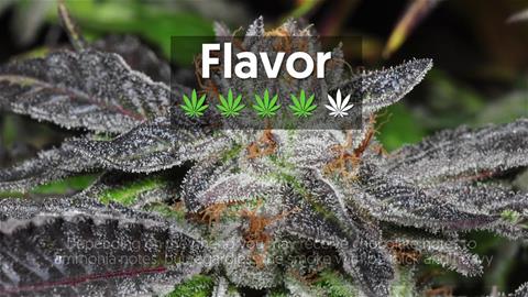 Strain Profile: Bubba Kush