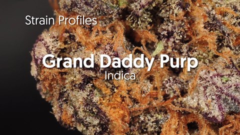 Strain Profile: Grand Daddy Purp
