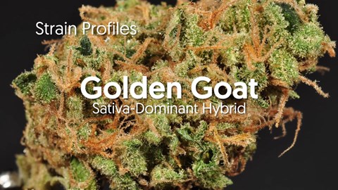 Strain Profile: Golden Goat