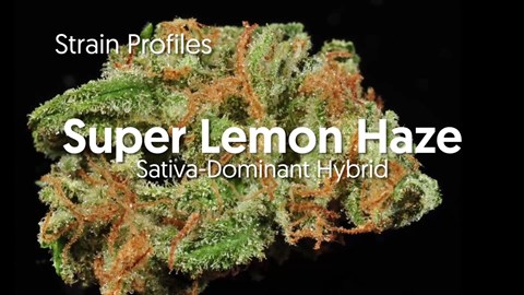 Strain Profile: Super Lemon Haze
