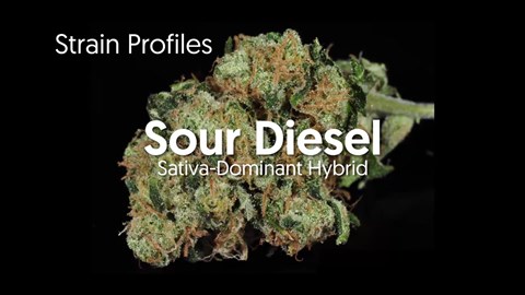 Strain Profile: Sour Diesel