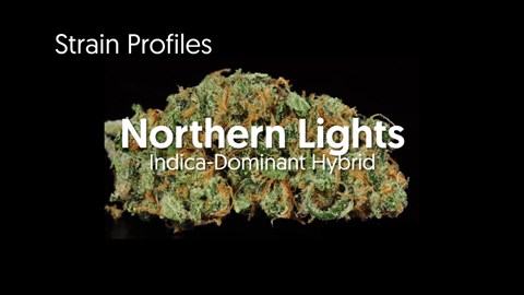 Strain Profile: Northern Lights