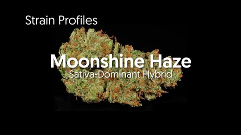 Strain Profile: Moonshine Haze
