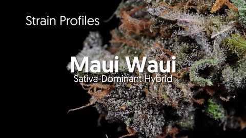 Strain Profile: Maui Waui