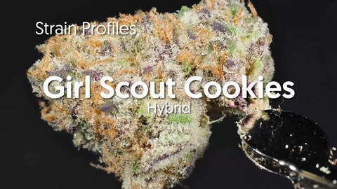 Strain Profile: Girl Scout Cookies