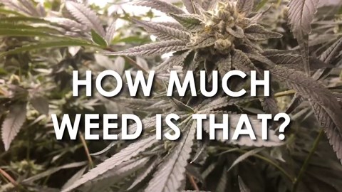 How Much Weed Is That?