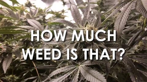 How Much Weed Is That?