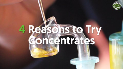 4 Reasons to Try Concentrates