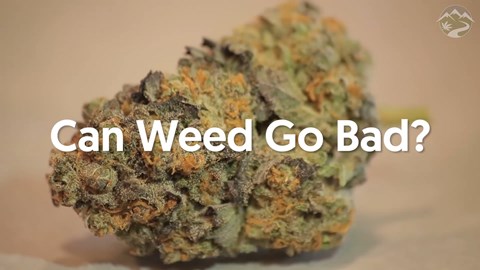 Can Weed Go Bad?