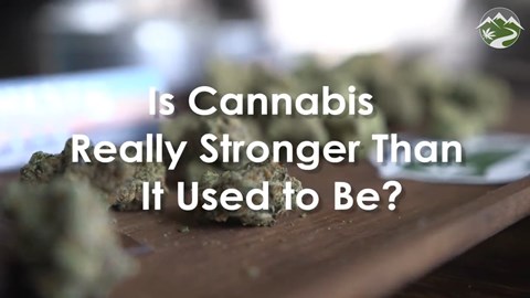 Is Cannabis Really Stronger Than It Used to Be?