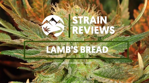 Strain Profile: Lamb's Bread
