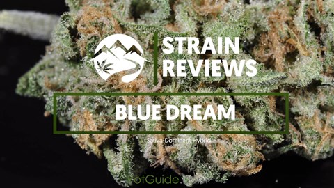Strain Profile: Blue Dream