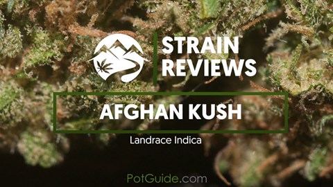 Strain Profile: Afghan Kush