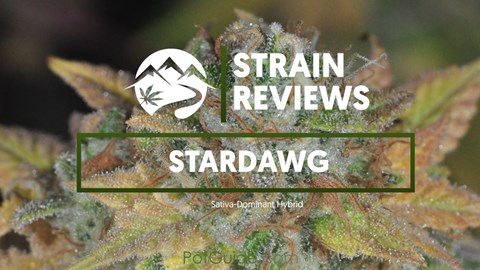 Strain Profile: Stardawg