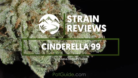 Strain Profile: Cinderella 99