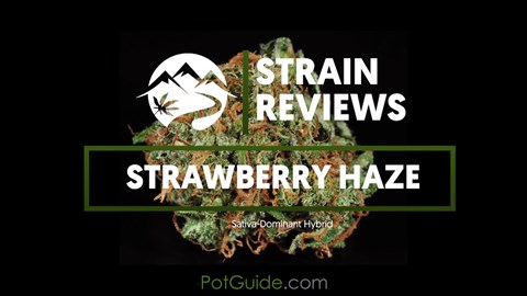 Strain Profile: Strawberry Haze