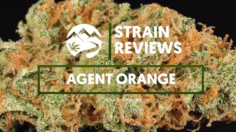 Strain Profile: Agent Orange