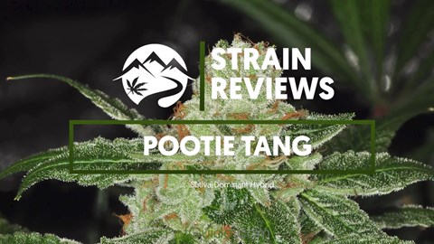 Strain Profile: Pootie Tang