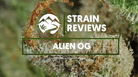 Strain Profile: Alien OG