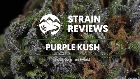 Strain Profile: Purple Kush