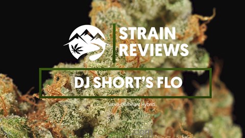 Strain Profile: DJ Short's Flo