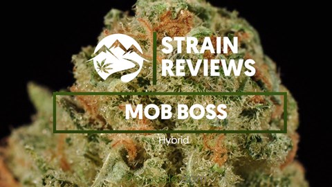Strain Profile: Mob Boss