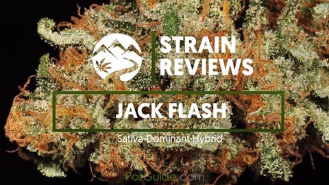Strain Profile: Jack Flash