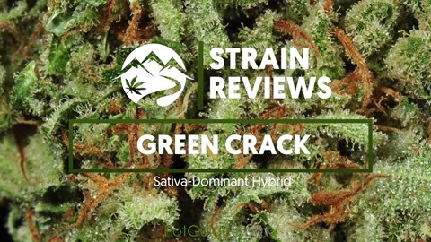 Strain Profile: Green Crack