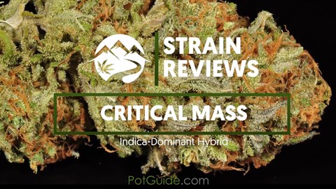 Strain Profile: Critical Mass