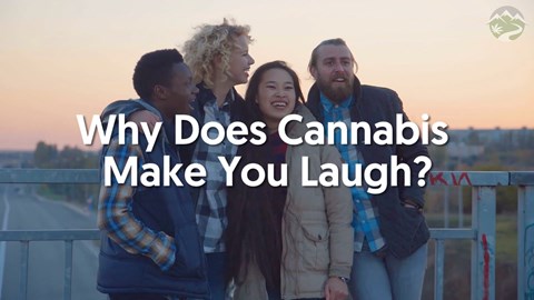 Why Does Cannabis Make You Laugh