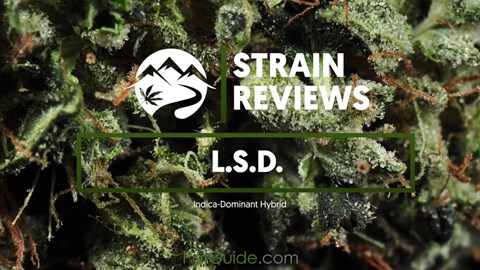 Strain Profiles: L.S.D.