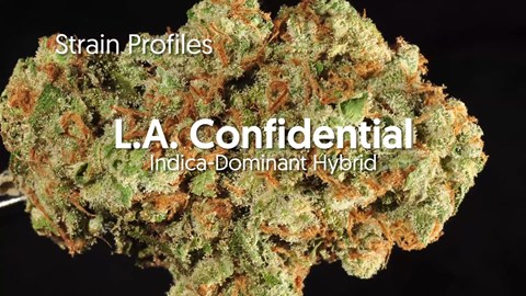Strain Profile: L.A. Confidential